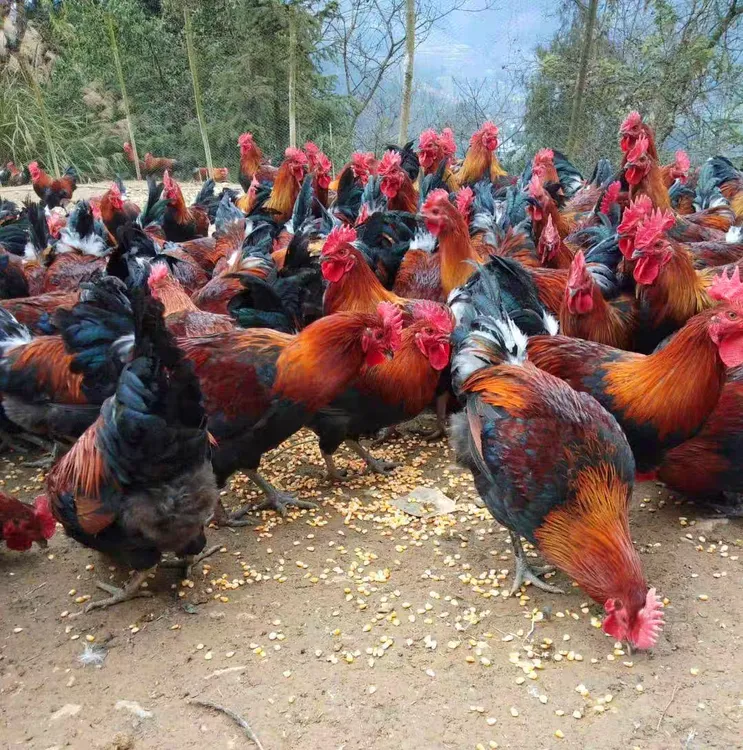 （山海涯头跑山公鸡）毛重5斤左右，现货现发顺丰包邮