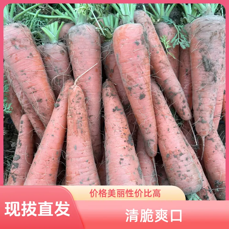 新鲜现挖胡萝卜生吃脆甜营养丰富当季蔬菜X