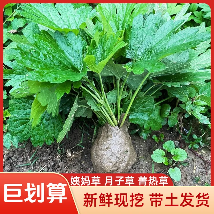 富贵姐益母草云新鲜现挖带土农家蔬菜苗蒿坤塔花九重楼种白红花艾