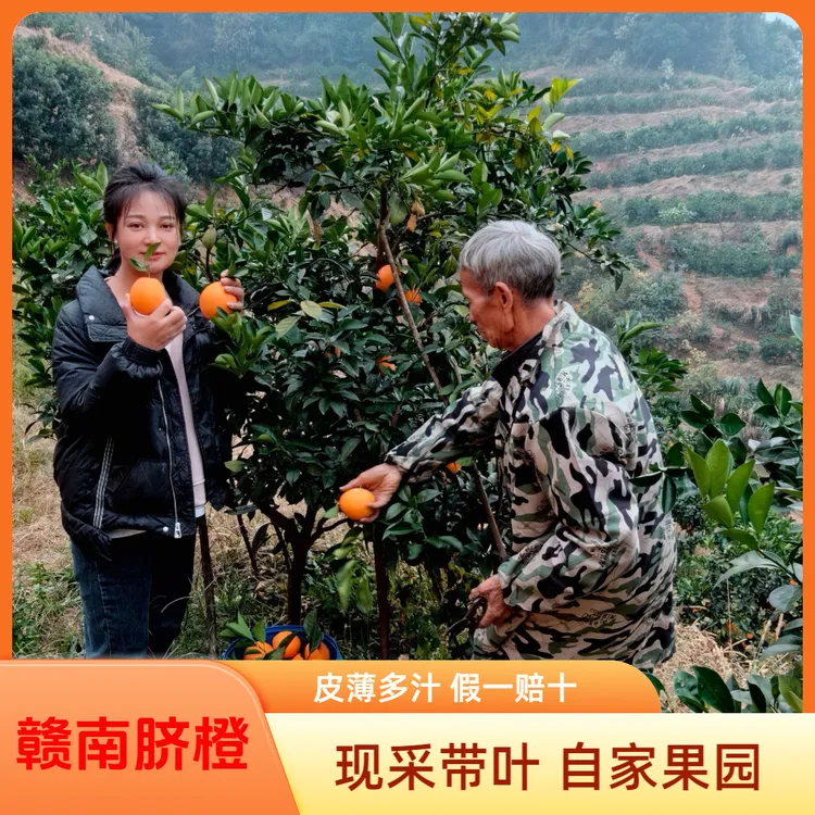 10斤装正宗赣南脐橙带叶果应季新鲜皮薄多汁橙子特产好吃果子现采
