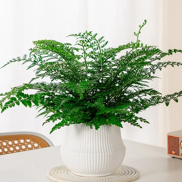 吉姆蕨植物懒人花卉绿植水养耐阴耐旱蕨类观叶室内绿植盆栽花