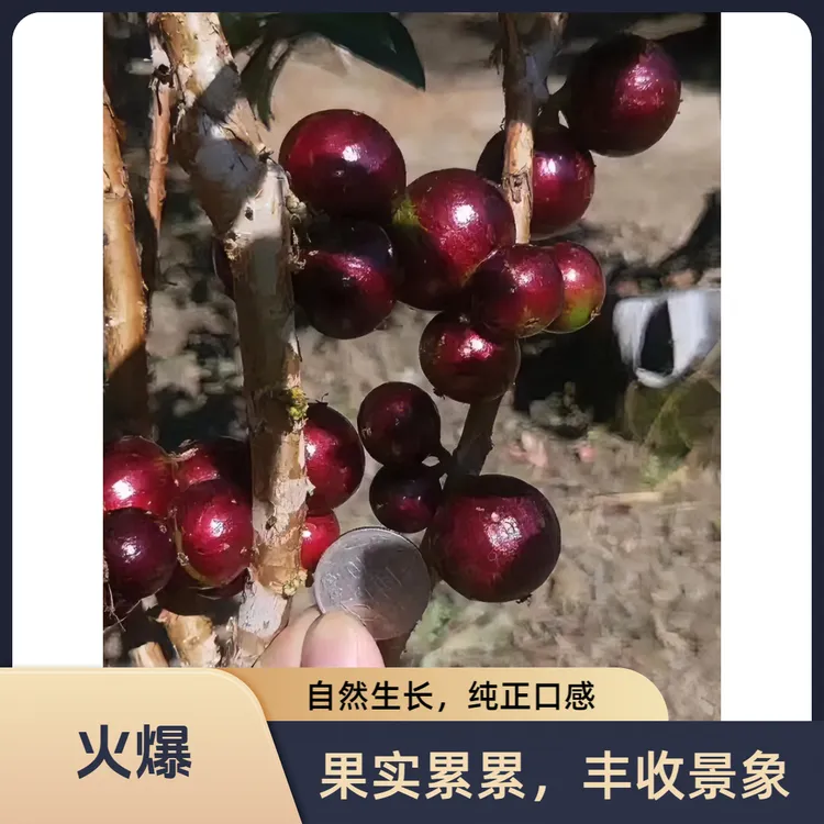 爵谷四季艾斯卡 红妃嘉宝果树葡萄高品质浓郁树葡萄嘉宝果树苗