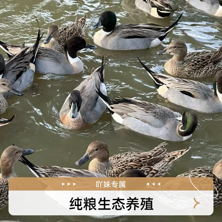 （吖吖专属）3只（1公2母）针尾鸭纯粮喂养飞鸭肉