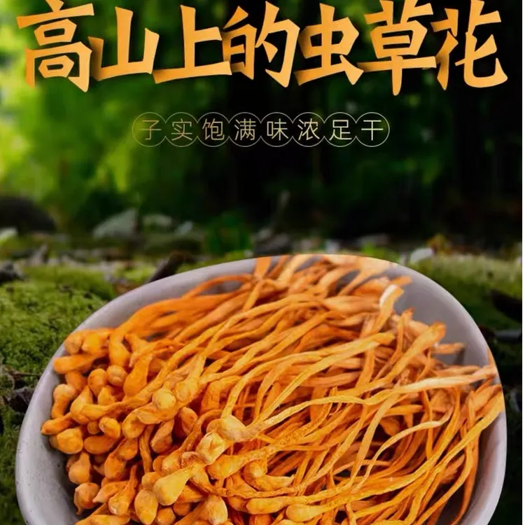 豪媳妇（高山虫草花）煲汤孢子头大干货营养干净自然风干