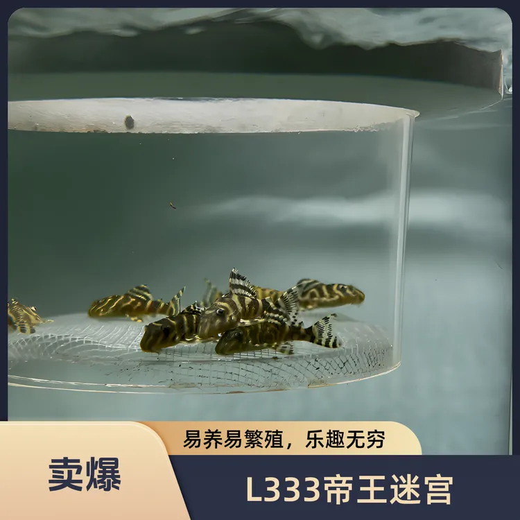 L333帝王迷宫异型鱼异形鱼南美观赏鱼水族南美缸繁殖稀有小型
