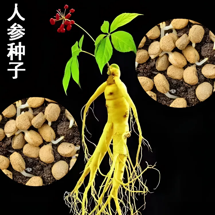 人参种子阳台庭院栽种野山参种籽春季夏季简单易种蔬果种籽