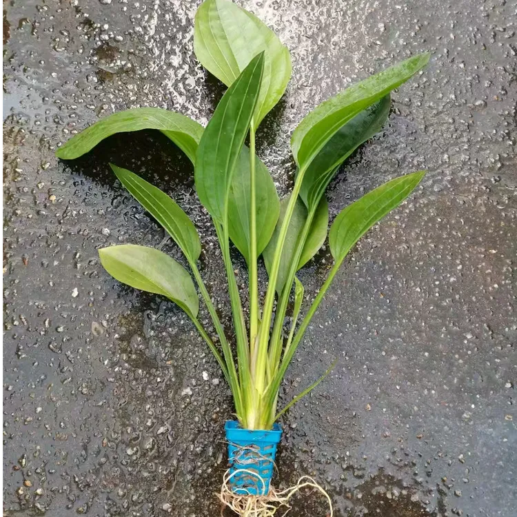 阿根廷皇冠后景水草水上叶阴性挺水植物