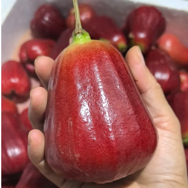 （顺丰空运）海南黑金刚莲雾3/5斤热带应季新鲜水果脆甜