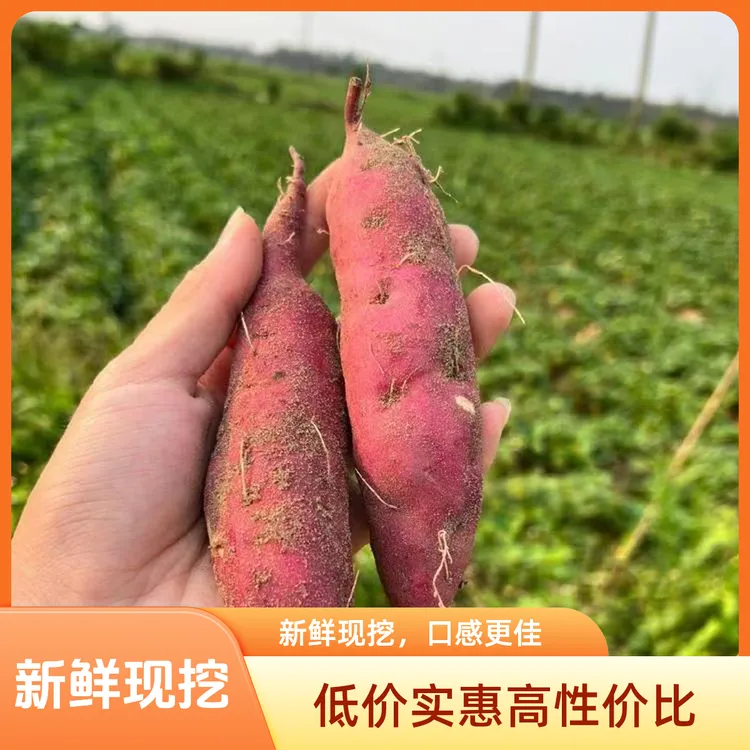 【试吃装】新鲜现挖海南桥头富硒地瓜粉糯香甜板栗红薯无筋无丝番薯