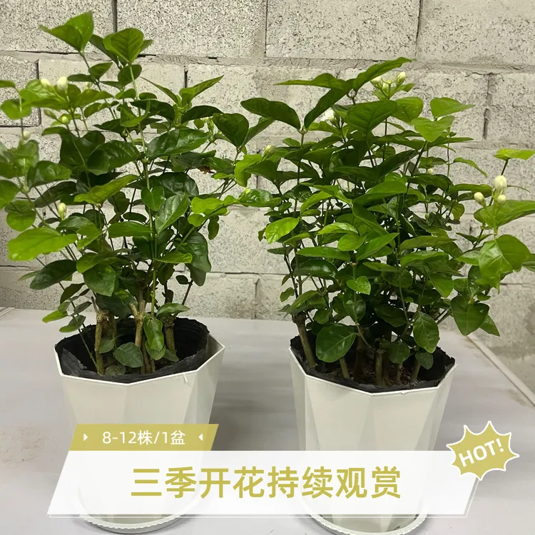 重瓣香水茉莉花盆栽室内外种植三季开花好养活
