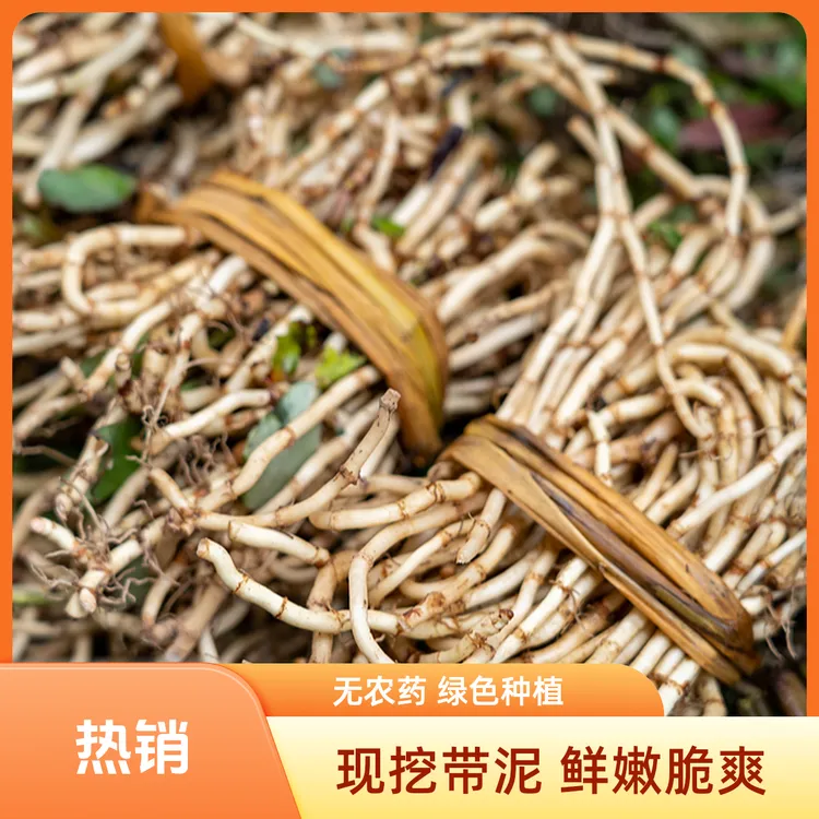 农家自种现挖带泥鱼腥草折耳根节节根蔬菜直发新鲜现挖泡沫箱发货商品图