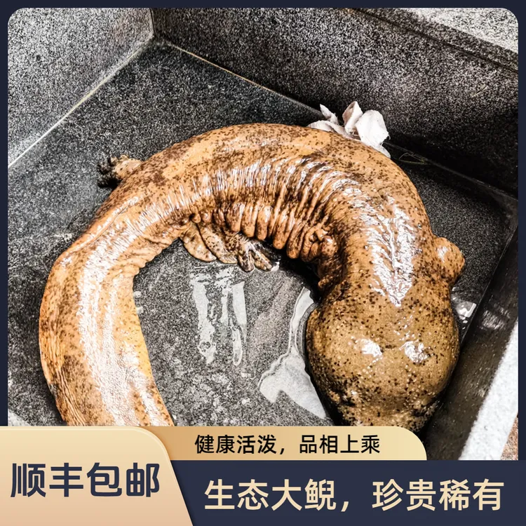 【鲜活娃娃鱼】1-9斤大鲵人工养殖食用生鲜水产无刺鱼滋补顺丰包邮