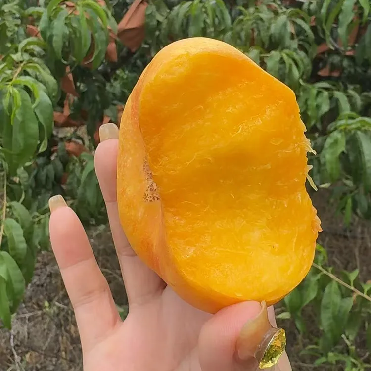 【顺丰快递】油蟠2号现摘现发新鲜下树油蟠桃