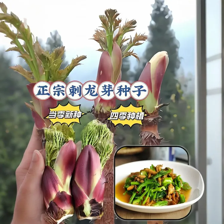 【刺龙芽种子】家庭阳台小院四季种植盆栽地栽易种易活