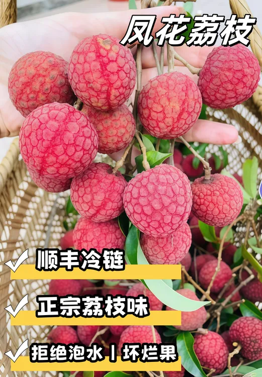 广东荔枝冰糖凤花荔枝新鲜批发现摘现发当季水果荔枝晚熟荔枝