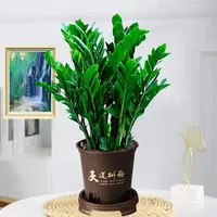 金钱树盆栽发财树绿植净化空气花卉室内绿植物客厅办公室桌面盆景