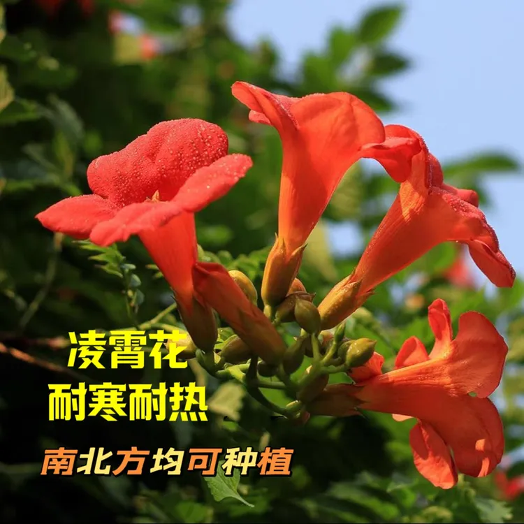 凌霄花 ئىككى تۈپ كومپوس 新疆包邮