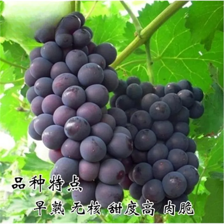 嫁接巨峰葡萄树苗阳光玫瑰葡萄树苖南北方种植地栽耐寒爬藤树果苗