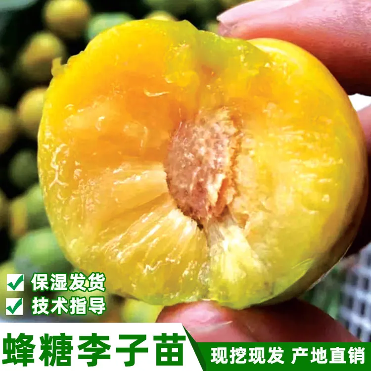 蜂糖李子树苗 甜脆蜂蜜李嫁接苗 糖分高个大蜜脆李树苗南北方种植