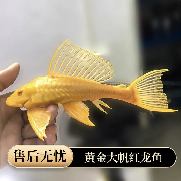 【黄金红眼清道夫龙虎配鱼清洁净化鱼缸鱼除褐藻不吸鱼】