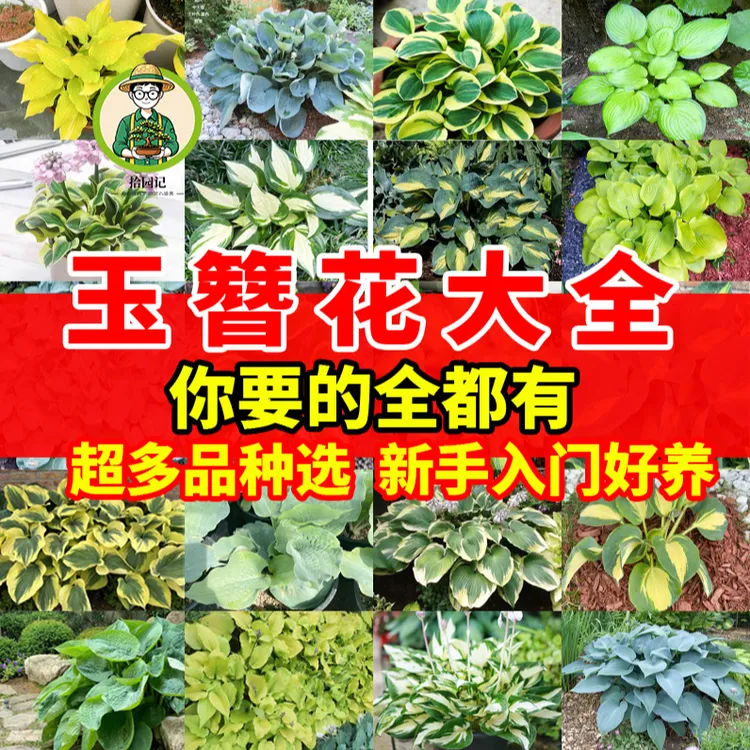 拾园记玉簪花苗多年生宿根耐荫热植物庭院盆栽室内观花观叶绿植物