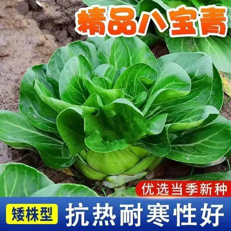 秋季八宝青菜种孑矮脚青菜种籽白菜青菜种植阳台盆栽蔬菜种子四季