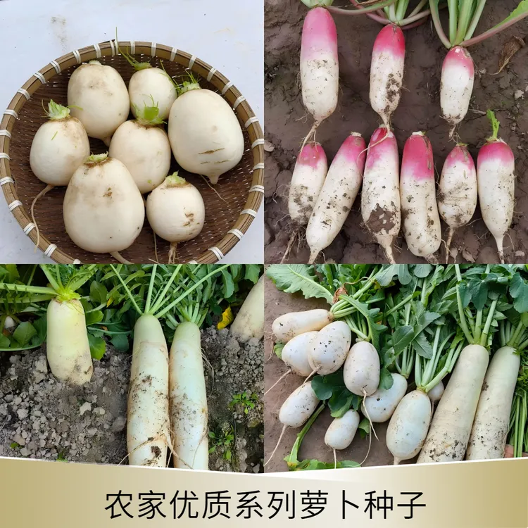 萝卜种子农家圆白萝卜九斤王浙大长短叶十三大萝卜小萝卜种子