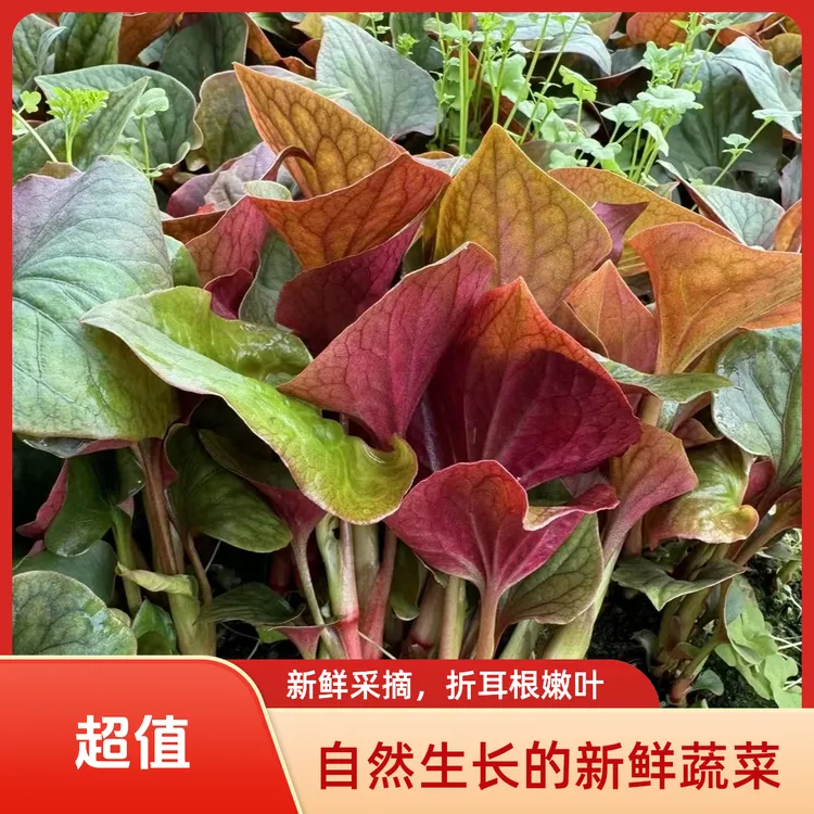 新鲜露天当季鱼腥草折耳根嫩叶