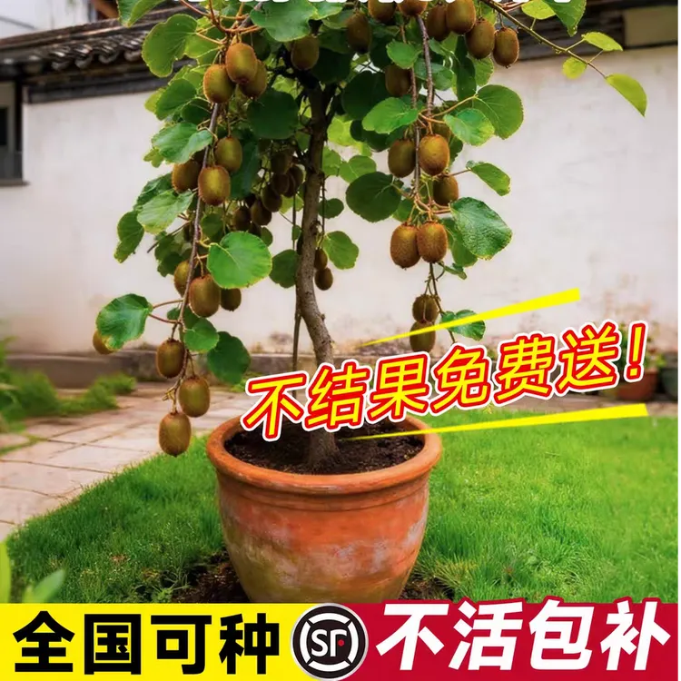 猕猴桃苗水杨桃嫁接红心猕猴桃苗东红 金艳 翠香 徐香 水果苗