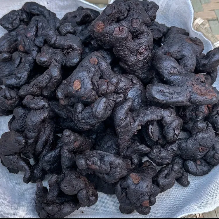 高年份九制珍品根 固本培元益精气高山采挖秋日煲汤佳品