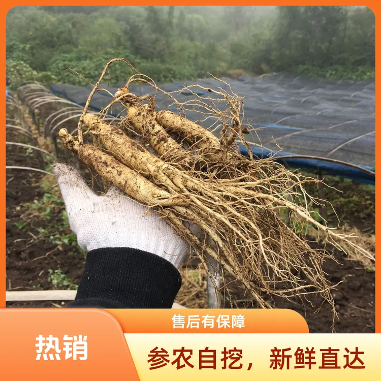 长白山新鲜人参足龄5年适合泡酒煲汤送长辈【保温箱+青苔发货】