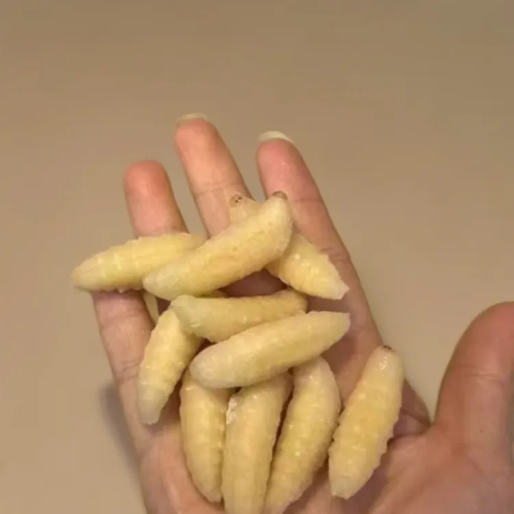 2025新货树蜂纯一级、虎头蜂一、二级蜂蛹 顺丰冷链