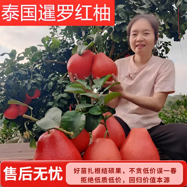 树苗果树苗正宗发货暹罗红柚香水柚香妃柚新品种嫁接苗柚子树