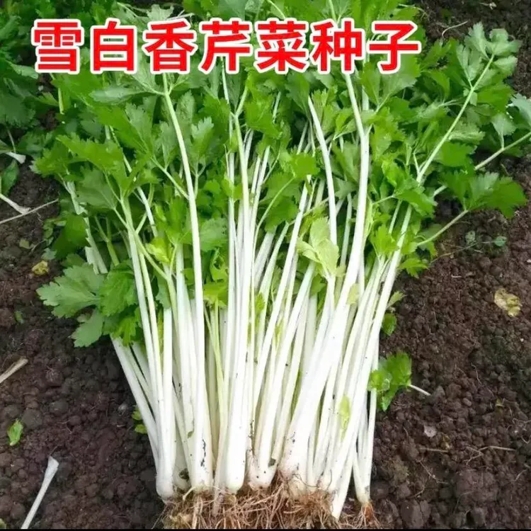 雪白芹菜种子四季种植水果香芹种子秋播阳台盆栽蔬菜种子新手易种
