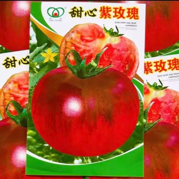 甜心紫玫瑰柿子种子盆栽四季阳台可种小院香甜夏季