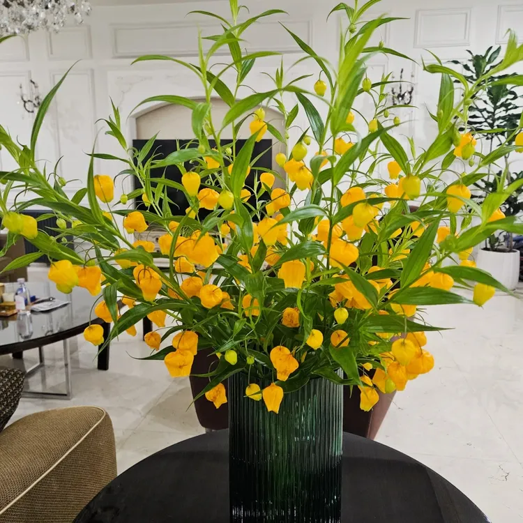日本进口花材鲜花速递全国宫灯百合家庭用花办公室插花新品特惠