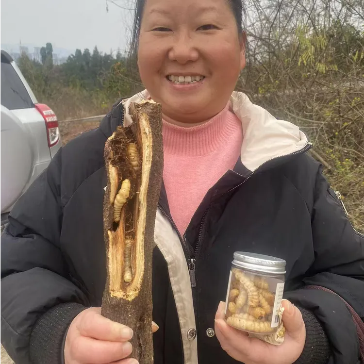 云实树中的斗米虫