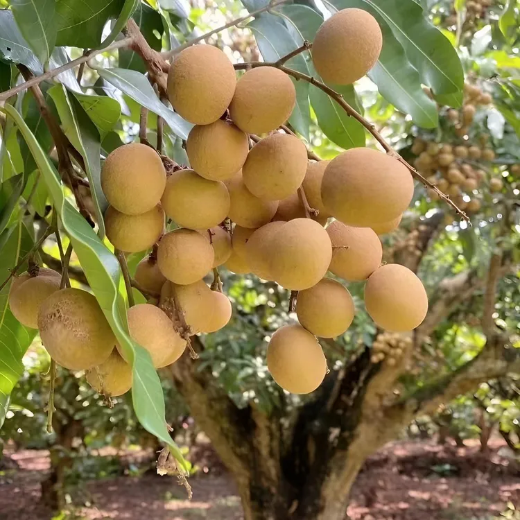 【顺丰包邮】正宗石峡储良龙眼新鲜当季水果老树精选果脆甜多汁