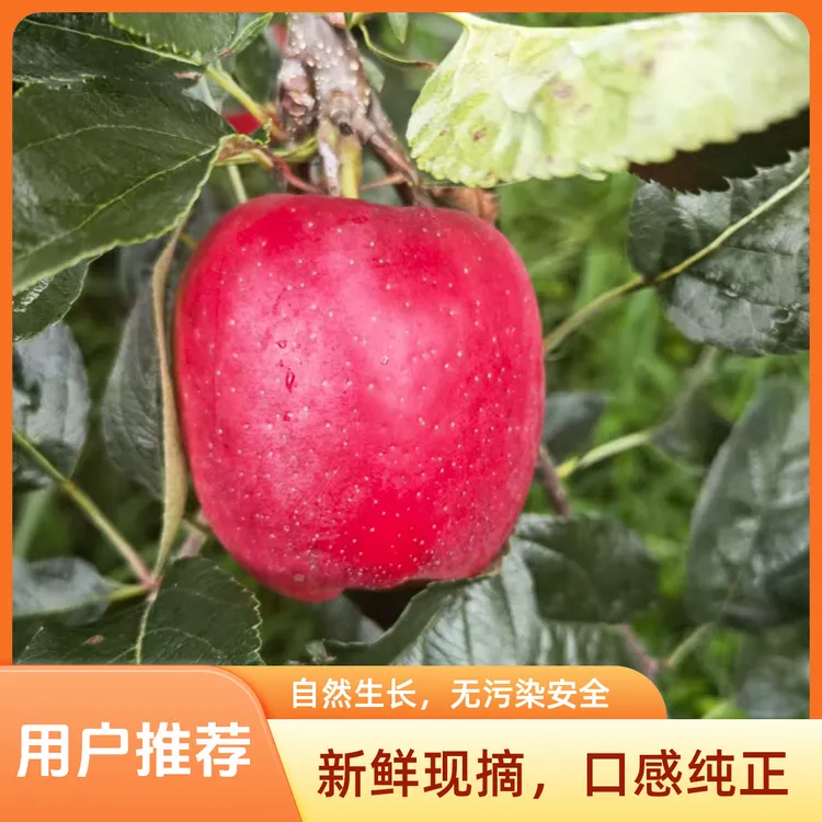 云南昭通高山鲁丽小苹果、脆甜多汁、新鲜应季产地直发树上鲜果