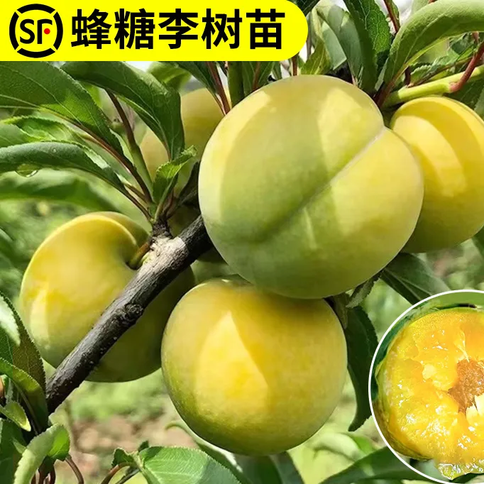 蜂糖李子树苗新品种无核李子苗三华李南北方种植庭院地栽当年结果