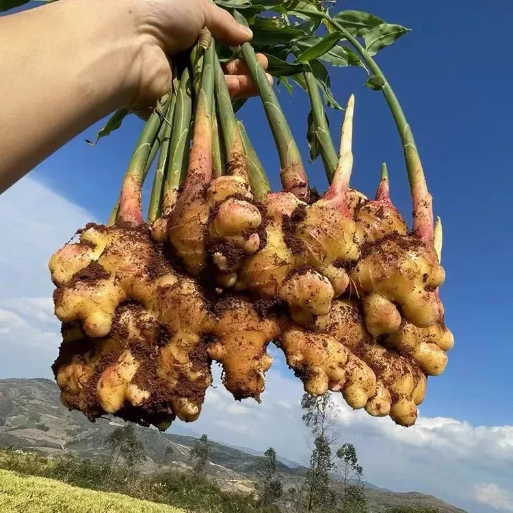 云南小黄姜新鲜现挖姜山地种植香味浓郁辛辣多汁
