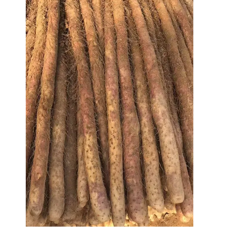 焦作温县正宗垆土铁棍山药新鲜采挖口感粉糯营养高