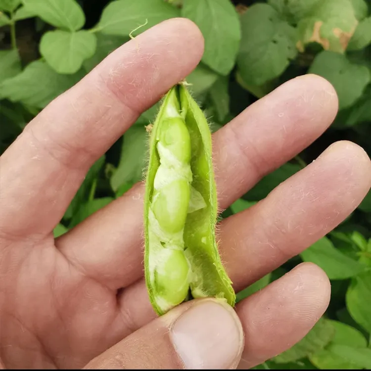 农家自种现摘现发新鲜毛豆现摘现发果粒饱满
