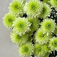 【云舍花卉】【绿可可】小菊 全场任意满两单及以上鲜花包邮发货