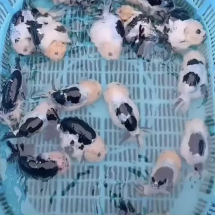精品兰寿金鱼兰寿观赏鱼淡水广温鱼渔场直销包邮包活