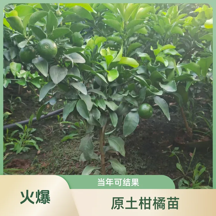 果树苗出售直播原土原杯柑橘苗成都包邮