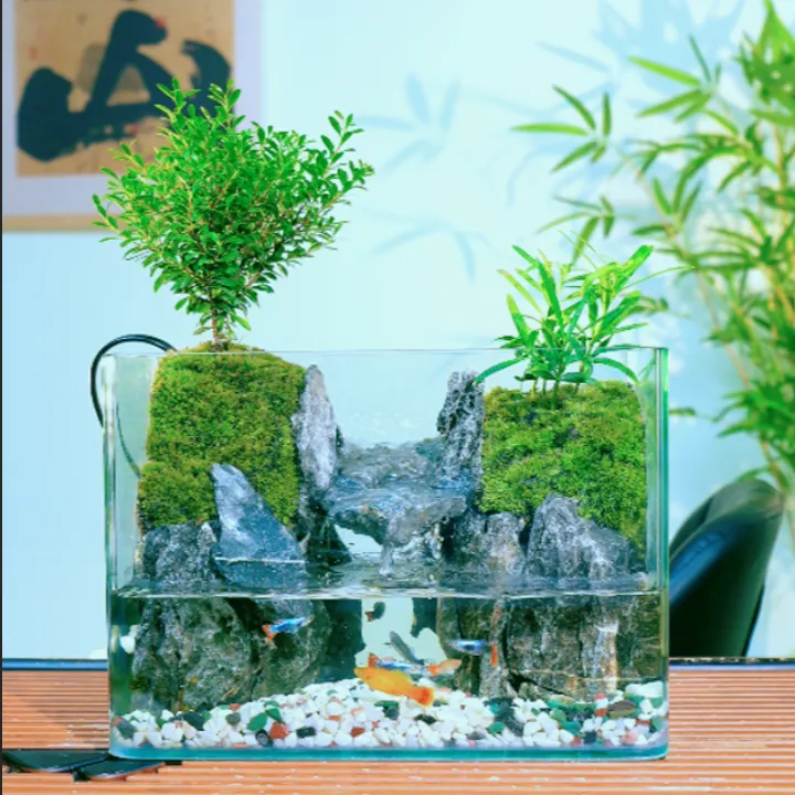 25*16*18小叶赤楠罗汉松成品微景观生态鱼缸桌面养鱼造景植物小型