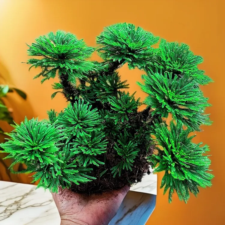 卷柏还魂草绿植盆景室内外造景耐旱植物创意小盆栽