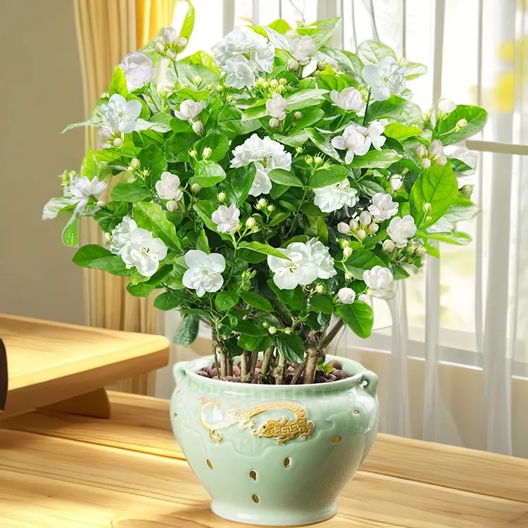 重瓣花卉茉莉花盆栽带花苞芳香夏季开花美观好养适合室外阳台树苗