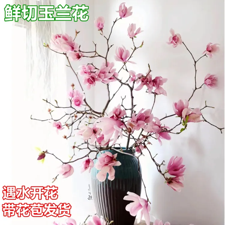 水培玉兰花鲜切枝 AA级苗 带花苞干枝水养鲜花卉室内好养盆栽